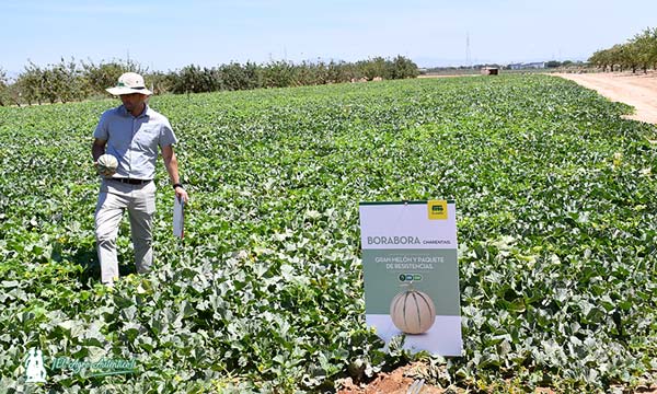 Variedad de melón charentais Borabora / agroautentico.com