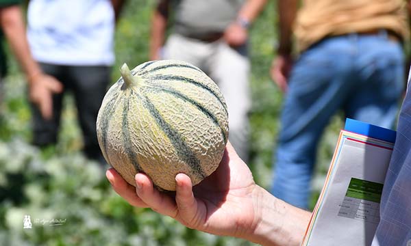 Variedad de melón charentais Borabora / agroautentico.com