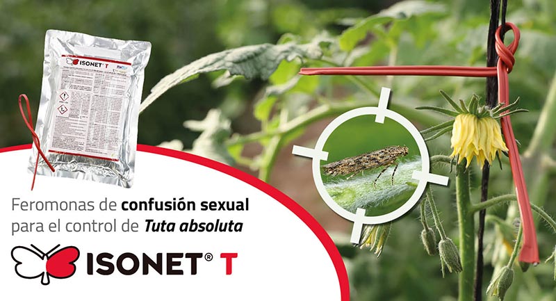 Isonet T, confusión sexual para controlar Tuta absoluta con Biogard