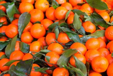 Ecoculture alcanza en mandarina Leanri el 23% más de producción