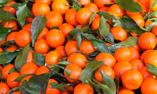 Ecoculture consigue un 23% más de producción con la aplicación de sus tecnologías en mandarina Leanri