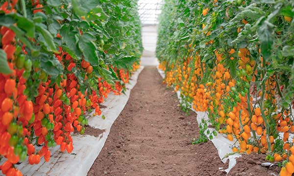 sabor ‘high tech’ en el mercado de tomate de Harmoniz- noticias-agroautentico.com