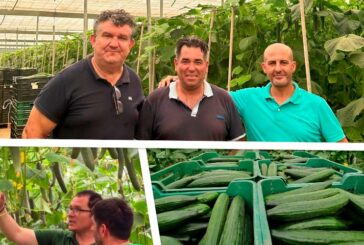 El pepino Nairobi en pleno verano en Granada y Almería