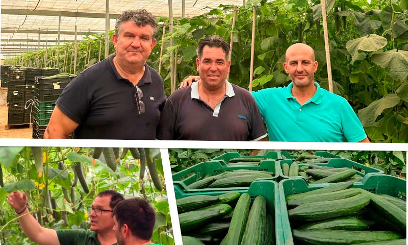 El pepino Nairobi en pleno verano en Granada y Almería