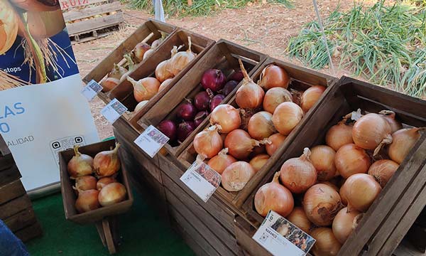 La cebolla de grano comienza con Almagro