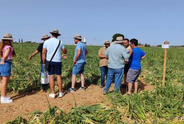 La cebolla de grano comienza con la variedad Almagro