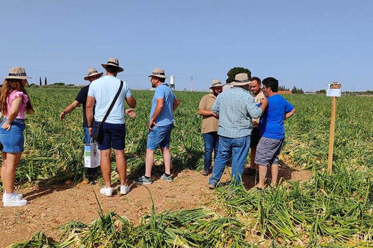 La cebolla de grano comienza con la variedad Almagro