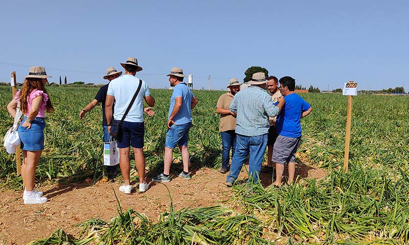 La cebolla de grano comienza con la variedad Almagro