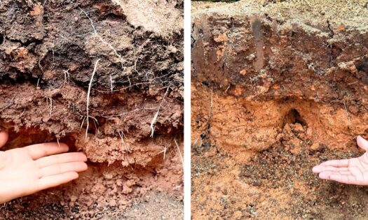 Más longitud radicular, biomasa vegetativa y absorción de nutrientes en ensayos en cultivo de calabacín