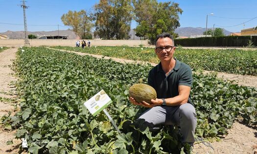Alfonso Sánchez muestra en campo un fruto de Bobal ND / agroautentico.com