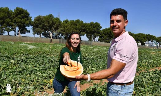 Seminis rellena las pieles amarillas de sabor Premium, Orange Candy