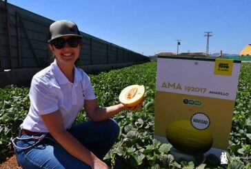 Fitó sigue pisando fuerte en melón amarillo