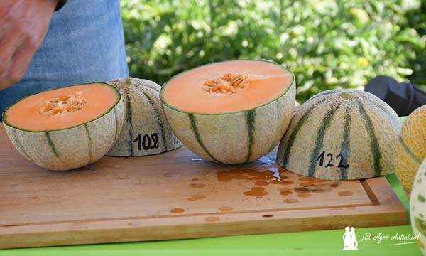 Melones tipo cantaloup de BASF | Nunhems / agroautentico.com