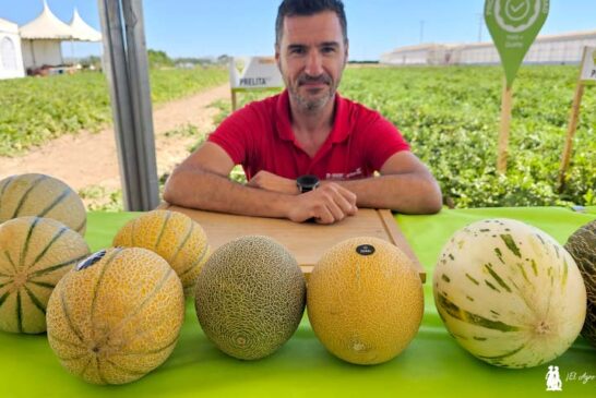 Llega al melón la línea genética 'superplanta' y las marcas Galkia y Sunup en galia y cantaloup