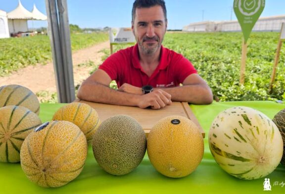 Llega al melón la línea genética 'superplanta' y las marcas Galkia y Sunup en galia y cantaloup