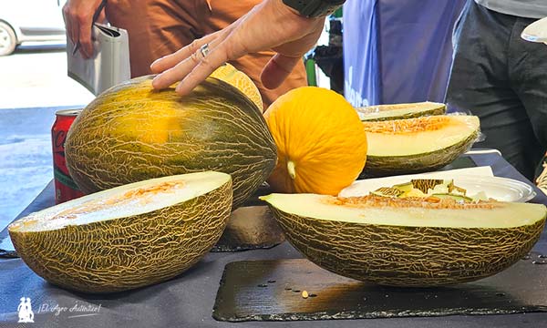 Melón Bobal ND protagonista de las jornadas de Syngenta con Agrosana en Lorca / agroautentico.com