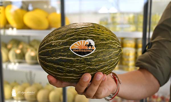 Rijk Zwaan y Mellissimo, melones piel de sapo para exportación / agroautentico.com