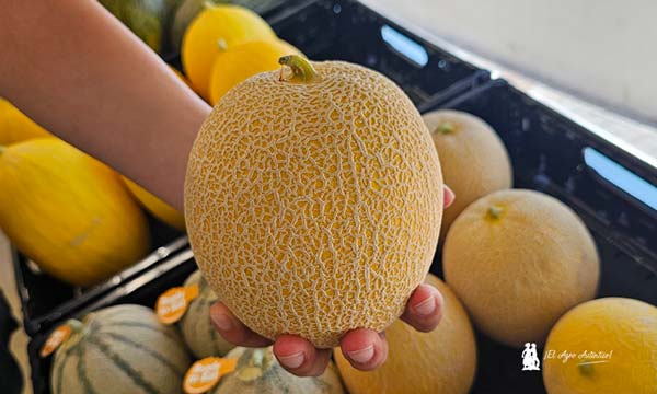 Melón galia de RZ en la región de Murcia en 'Global Melon & Watermelon Event’, edición de 2024 / agroautentico.com