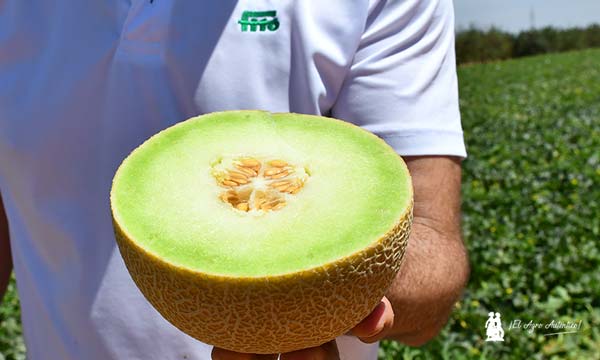 Variedad Bristol, melón galia en Murcia / agroautentico.com