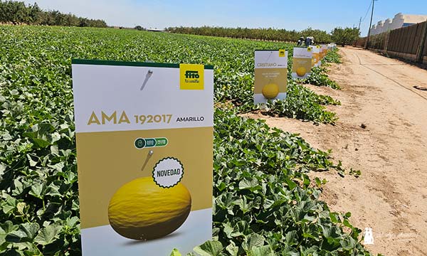 Fitó y el melón amarillo. Nueva variedad para aire libre / agroautentico.com