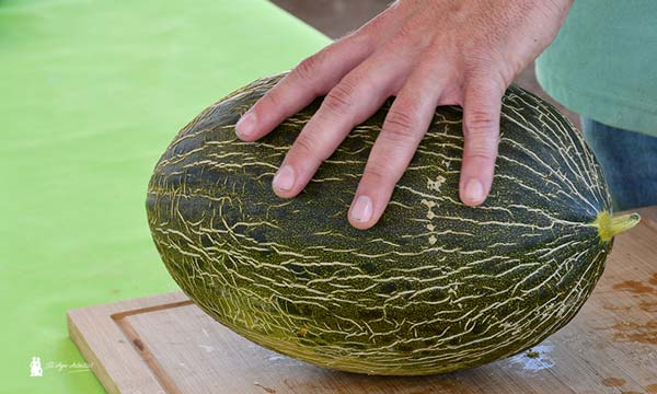 Melón piel de sapo, negro o verde de BASF | Nunhems / agroautentico.com