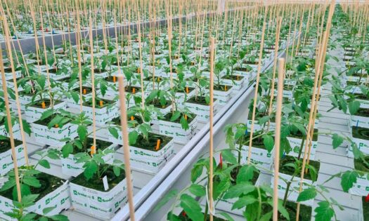 Países Bajos: el nuevo centro de I+D de Harmoniz abrirá en septiembre-noticias-agroautentico.com