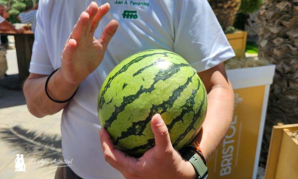 Taylor y Leiva son las nuevas sandías de Semillas Fitó. Leiva es un polinizador de corteza rayada o blanca con microsemillas / agroautentico.com