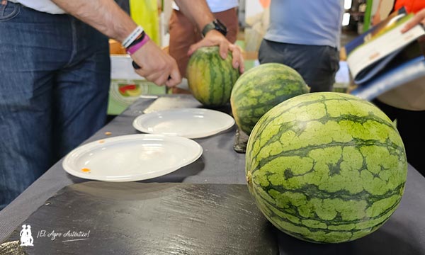 Sandías de Syngenta en Lorca variedades Agata y Coral / agroautentico.com