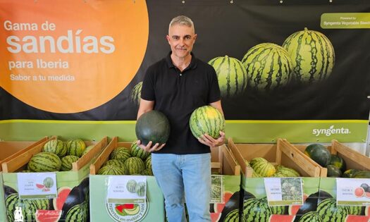 Víctor García del Águila con las nuevas variedades de sandía de Syngenta, entre ellas Agata y Coral / agroautentico.com