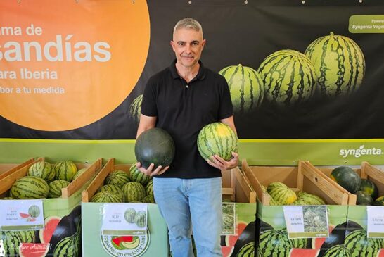 Agata y Coral son las nuevas sandías blancas sin pepitas de Syngenta