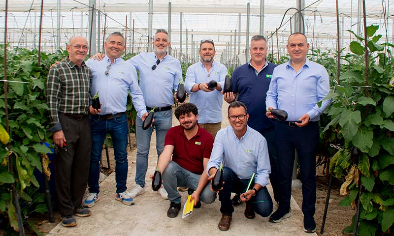 Yuksel Seeds lanza Zuzana, una berenjena de color, brillo y productividad sin igual