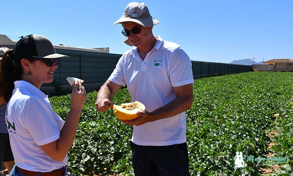 Semillas Fitó melón amarillo en el campo de Cartagena / agroautentico.com