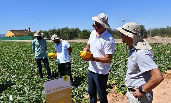 Semillas Fitó melón amarillo en el campo de Cartagena / agroautentico.com