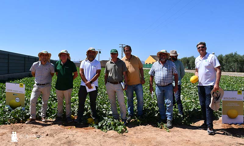 Técnicos de Fruca en una visita con responsable de Fitó a uno de los campos de melón amarillo / agroautentico.com