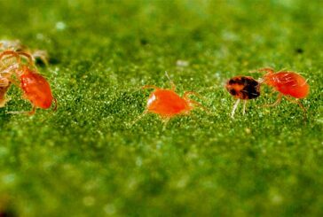 La araña roja se dispara. Depredadores y setos como estrategia para su control