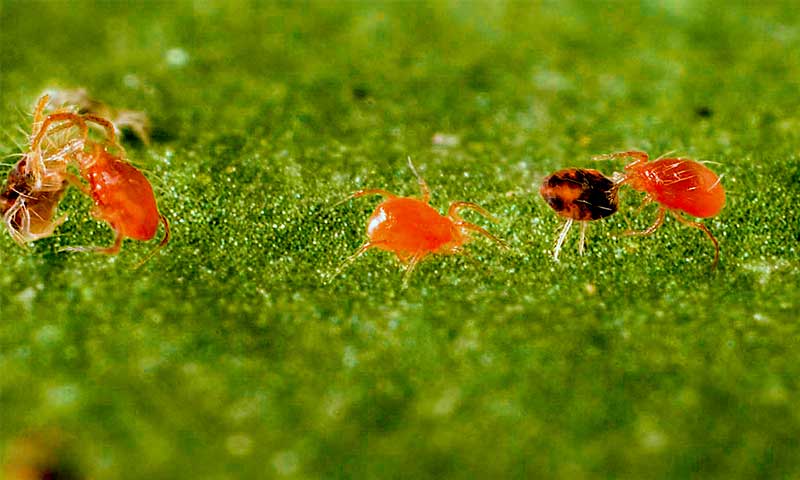 La araña roja se dispara. Depredadores y setos como estrategia para su control