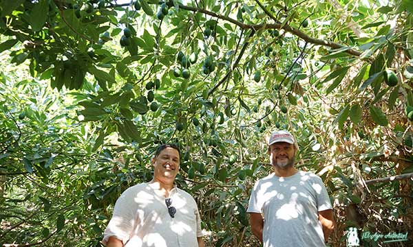 Aguacate con Brandt en Motril. Juan José y Gonzalo bajo el bosque / agroautentico.com