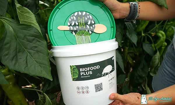 Biofood Plus es un nuevo alimento para swirskii de Entonova en la línea de los nuevos formatos / agroautentico.com