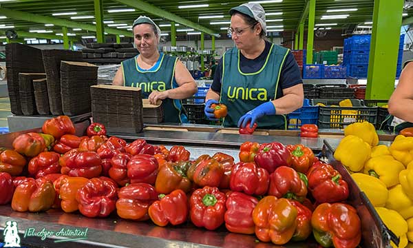 Camposol inicio de la nueva campaña 2024 25 en Almería / agroautentico.com