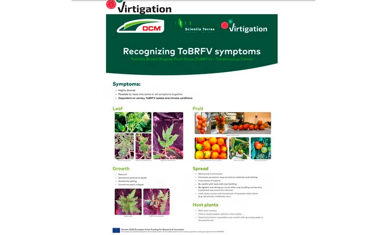 Cómo reconocer los síntomas del ToBRFV: nuevos hallazgos de Virtigation