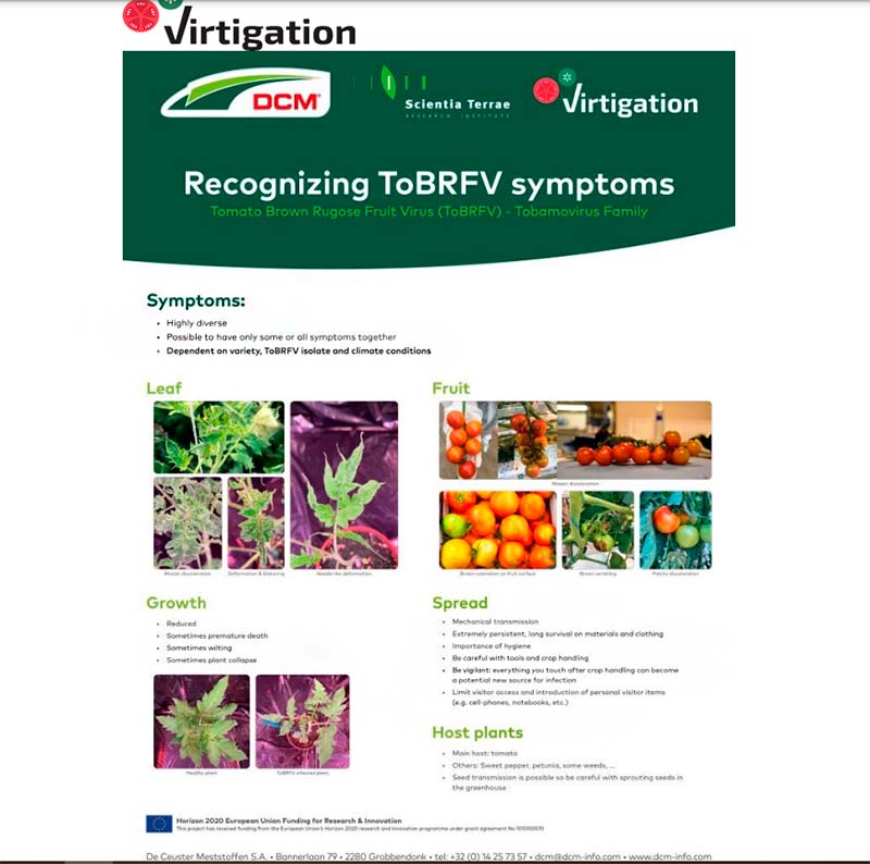 Cómo reconocer los síntomas del ToBRFV: nuevos hallazgos de VIRTIGATION-noticias-agroautentico.com