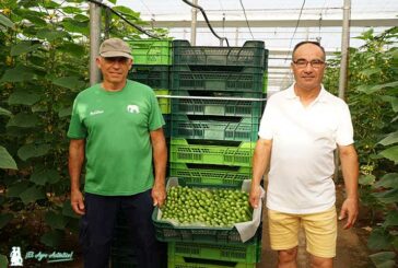 Unica produce pepino snack todo el año, incluido agosto