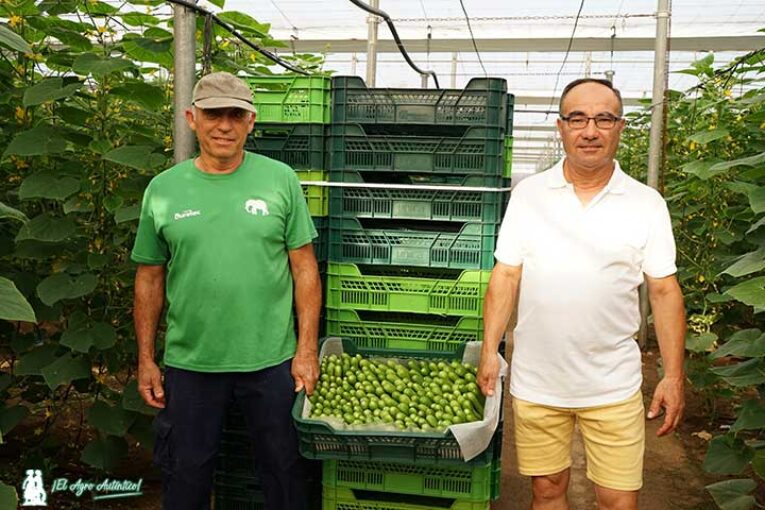 Unica produce pepino snack todo el año, incluido agosto