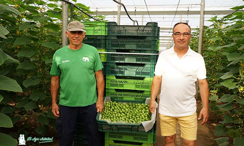 El presidente de Cohorsan y miembro de Unica, Juan Tomás Cano, con pepino snack del agricultor almeriense Julio Vázquez / agroautentico.com