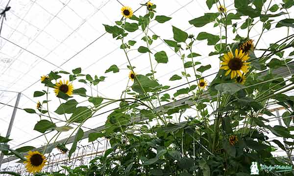 Girasoles en el invernadero control biológico / agroautentico.com