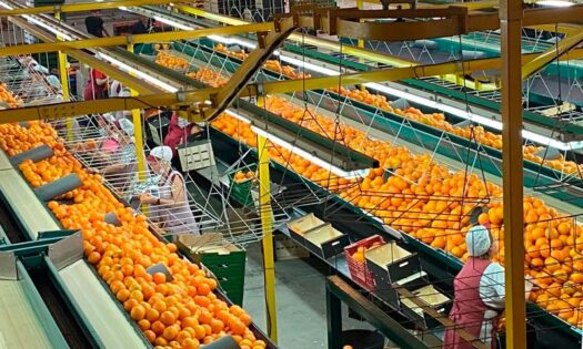 Green Fruits y Coalmar firman un acuerdo de colaboración para impulsar su crecimiento 2