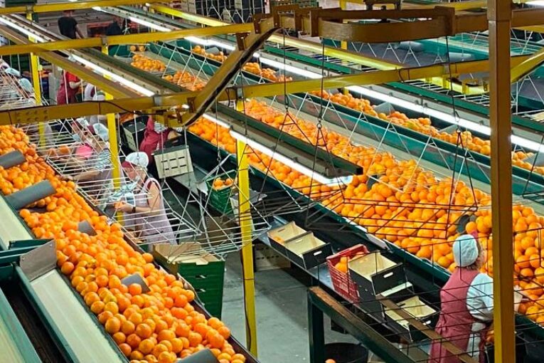 Green Fruits y Coalmar unen sus estrategias dentro de Anecoop