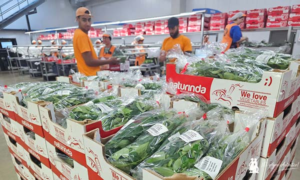 Naturinda confecciona curri en su almacén de La Mojonera / agroautentico.com