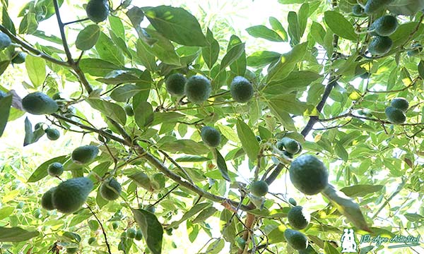 Imagen en contrapicado de aguacates en fase de engorde. Aguacate Brandt / agroautentico.com