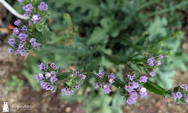 Limonium o siempreviva en el control conservativo de plagas / agroautentico.com